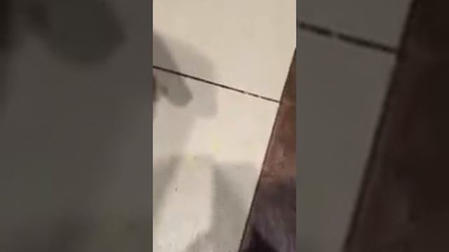 Собачка крыска и сыр пармезан) часть2 смотреть онлайн