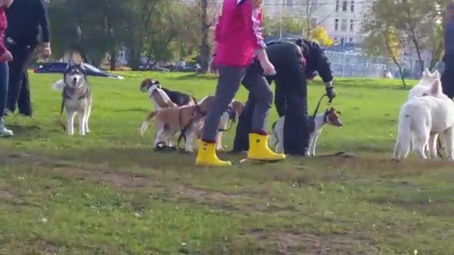 Бигль и бигль на ОКД