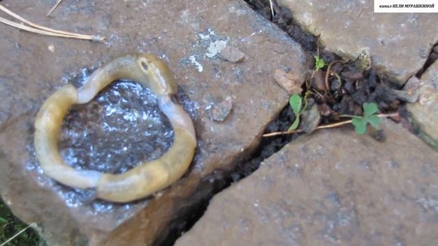 Как размножаются СЛИЗНИ. смотреть онлайн