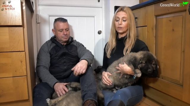 WOLF KILLER? CAUCASIAN SHEPHERD OVCHARKA MOUNTAIN DOG PUPPIES смотреть онлайн