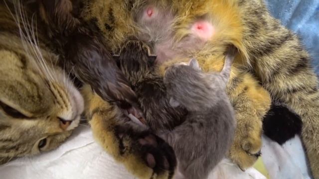 Кошка рожает котят! Видео про кошку! Трогательный момент! смотреть онлайн