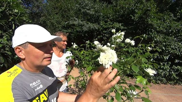 Розы - Айсберг смотреть онлайн