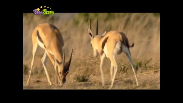 Тварини Африки?Пізнавальне відео?Цікаві факти про тварин Африки?  Животные Африки