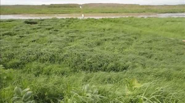 Kamchatka. Fish factory on Kolpacov's river. Камчатка. 2016 г. Рыбзавод на реке Колпакова.