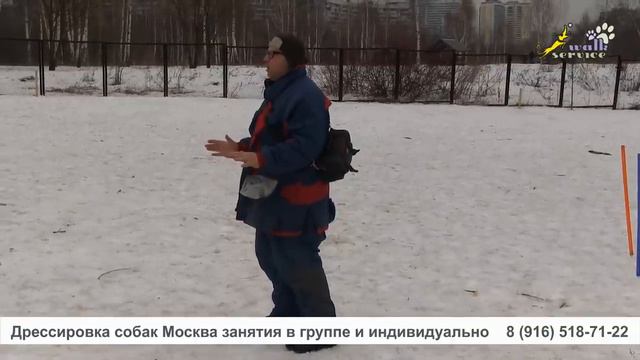 Бесполезное объяснение инструктора, дрессировка ОКД, команда сидеть лежать стоять смотреть онлайн