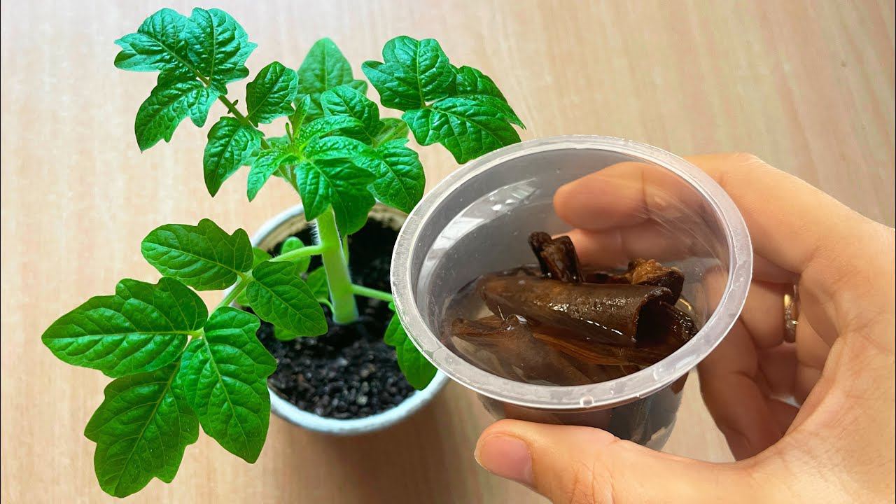 У Рассады Стебель Толще Пальца! Поливаю вот таким настоем смотреть онлайн