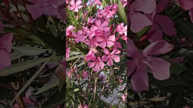 Ядовитая красота олеандра. смотреть онлайн