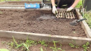 Яичные ячейки в дело /Посадила редиску в ячейки/