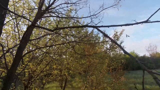 Акация где же цветы? смотреть онлайн