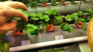 ВЫРАЩИВАНИЕ КЛУБНИКИ ДОМА на гидропонике. Продолжаю эксперименты. Завязались первые ягоды. Часть 3