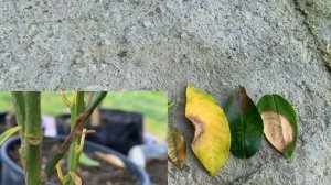 Антракноз у цитрусовых - что за болезнь и чем ее лечить?