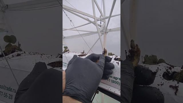 Технология посадки рассады клубники в кокосовые маты, как её поняли мы! смотреть онлайн