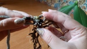 Гниль шейки фаленопсиса, что делать?
