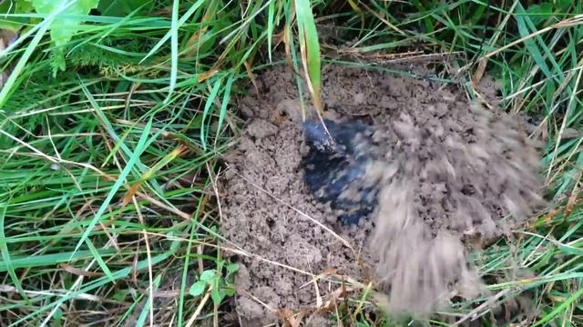 Отпускаем кротика на свободу // как крот закапывается // обычный день в деревне смотреть онлайн