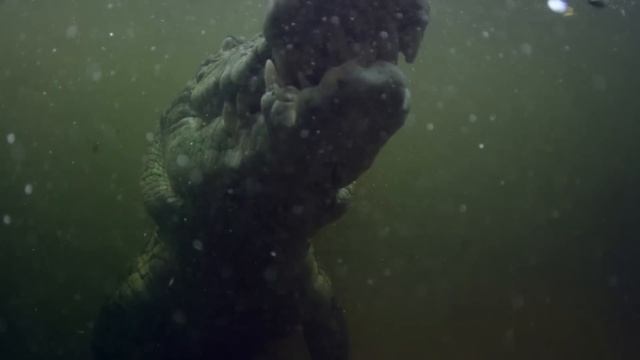 Tuatara: The Ancient Reptile That Outlived The Dinosaurs | Modern Dinosaur | Real Wild смотреть онлайн