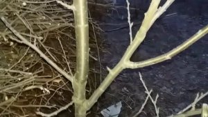 Весенняя прививка и перепрививка косточковых. Сроки. Способ в ращеп.