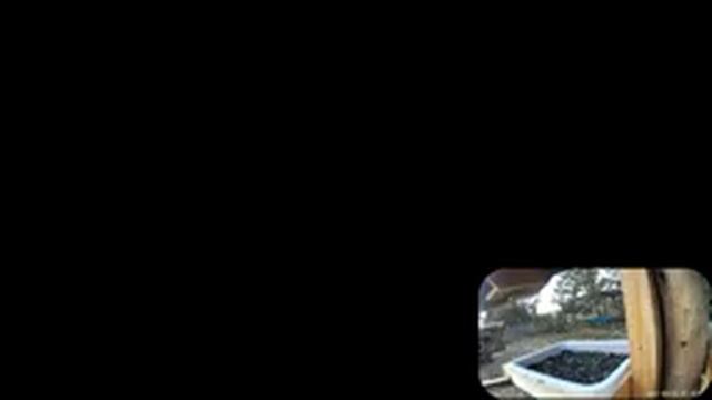 2021 Mar 23 Livestream bird feeding station. Ripley, Ontario Canada by AtHomeFriendlyTecGuy смотреть онлайн