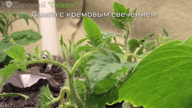 Фитолампы и рассада. Какая фитолампа лучше для рассады? смотреть онлайн