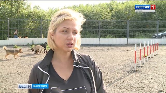 Приюту для бездомных животных нечем кормить собак смотреть онлайн
