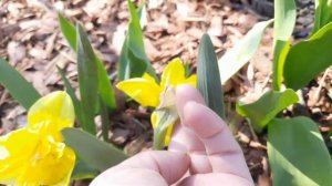 ПРЕВОСХОДНОЕ ЦВЕТЕНИЕ РОСКОШНЫХ СОРТОВЫХ НАРЦИССОВ И ДРУГИХ ВЕСЕННИХ ЦВЕТОВ.ПРИГЛАШАЮ НА ПРОГУЛКУ.