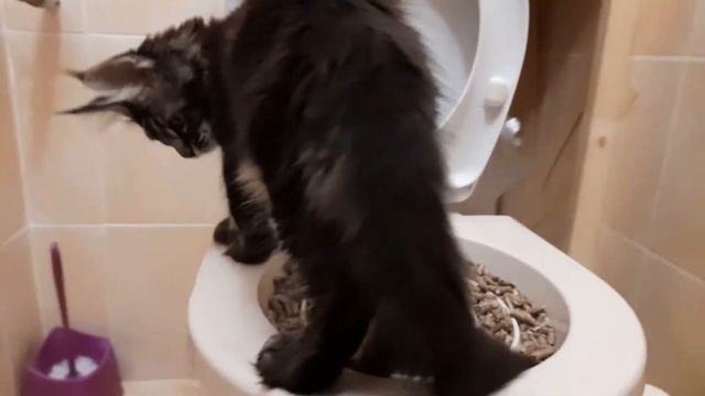 Мейн кун Сева приучаемся к туалету. смотреть онлайн