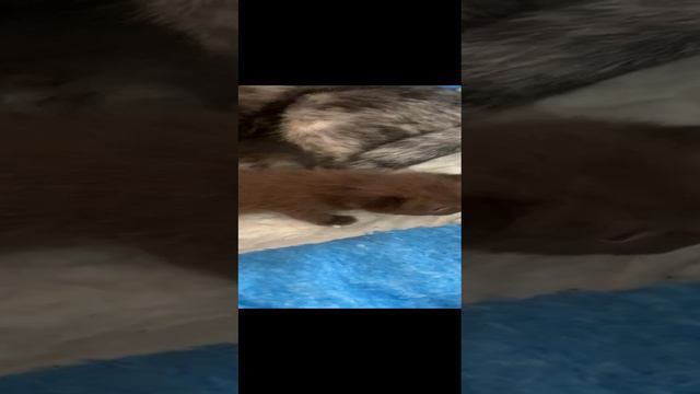 Шотландские вислоухие котята смотреть онлайн