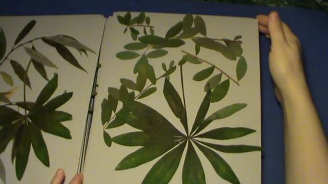 VLOG/мой летний гербарий/потрясающие листики и цветочки! смотреть онлайн