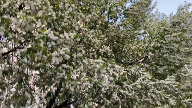 Цветение смотреть онлайн