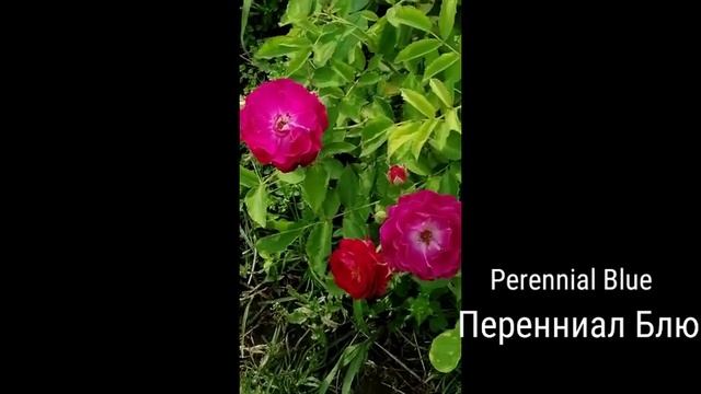 РОЗА. ПЕРЕННИАЛ БЛЮ. смотреть онлайн