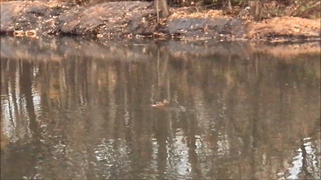 Почистили реку? У нашего ЖК почистили, а за мостиком остались живописные места смотреть онлайн