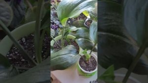 полив эухариса (амазонской лилии)