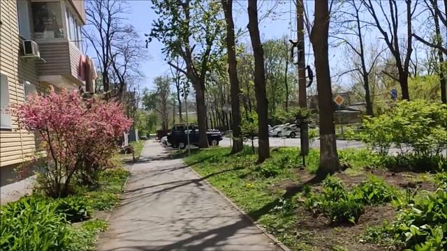 Цветущая сакура.  Владивосток