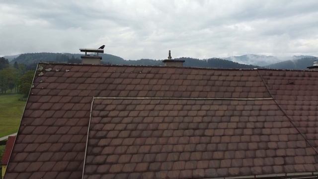 Krähe terrorisiert Kapfenberg смотреть онлайн