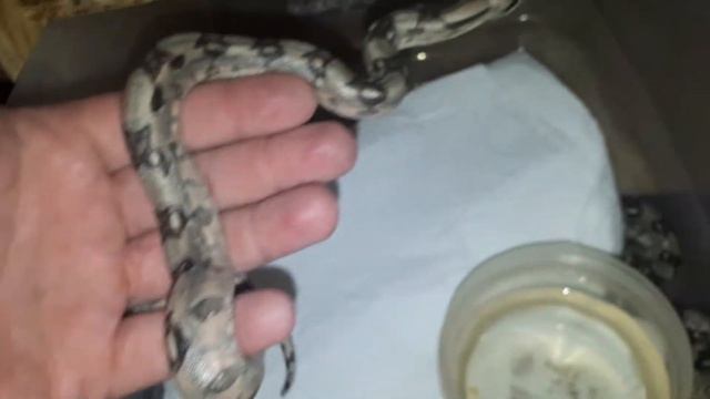 Родилось куча удавов. Агамы подрастают.