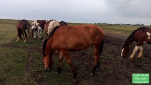 Табунное коневодство.|Ожеребилась Зорька?