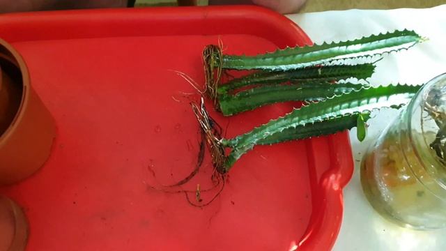 Молочай треугольный. Результаты укоренения в воде. смотреть онлайн