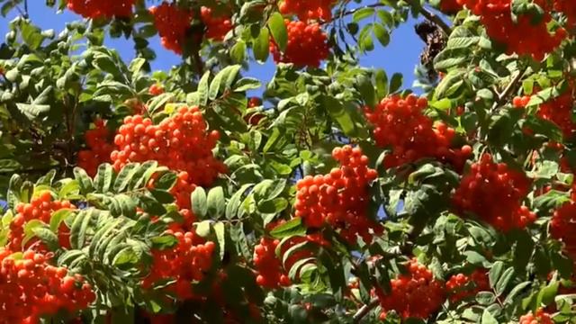 ПЕСНИ СССР! ПОЮТ ВСЕ! Вот она милая роща Наша Дарья смотреть онлайн