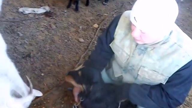 Ягдтерьер в загоне с козами и баранами смотреть онлайн