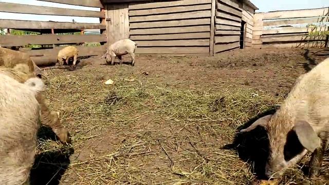 Поросята породы Венгерская Мангалица дата рождения 10.06 2020 года смотреть онлайн