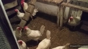 ✔#влог/Лучшая Несушка/Куры #Леггорн в Хозяйстве/Яйценоскость/Минусы Породы  Леггорн/Leghorn chicken