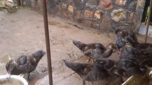 Индоутки. История. Уход и содержание