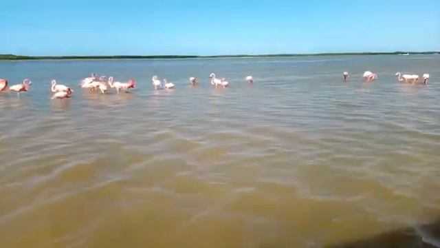 Мексика. Экскурсии. Розовые фламинго смотреть онлайн