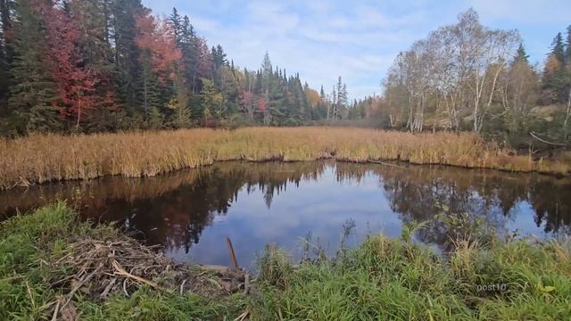 Logging Intersection Culverts In October With Fall Foliage смотреть онлайн