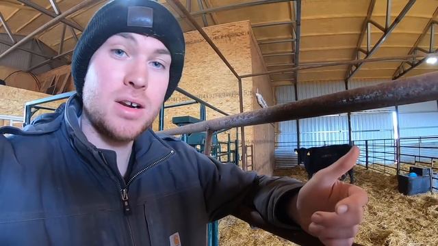 Calving Season: You Never Know what'll happen смотреть онлайн