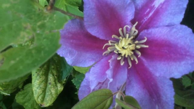 Clématite, Clematis 'Bees Jubilee'  Une Floraison Très Jolie