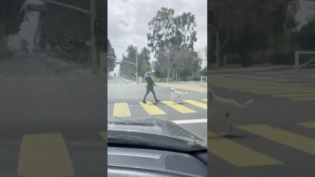 Кто кого выгуливает? смотреть онлайн