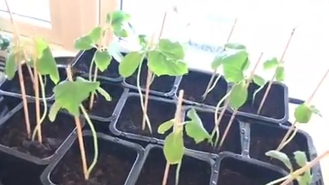 Mazurka 27 mars 2018 video смотреть онлайн