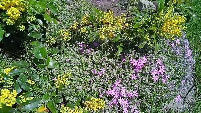 Квіти що цвітуть в квітні, #тюльпани , як оформити клумбу з тюльпанів смотреть онлайн