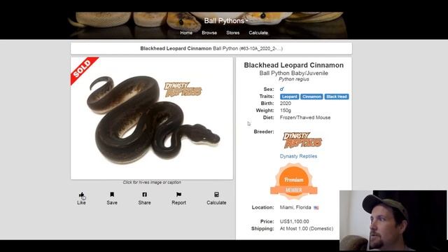 Blackhead Ball Python Morph Combos | Jack's Reptiles смотреть онлайн