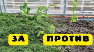 когда как и чем мульчировать огород